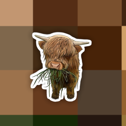 Highland Cow