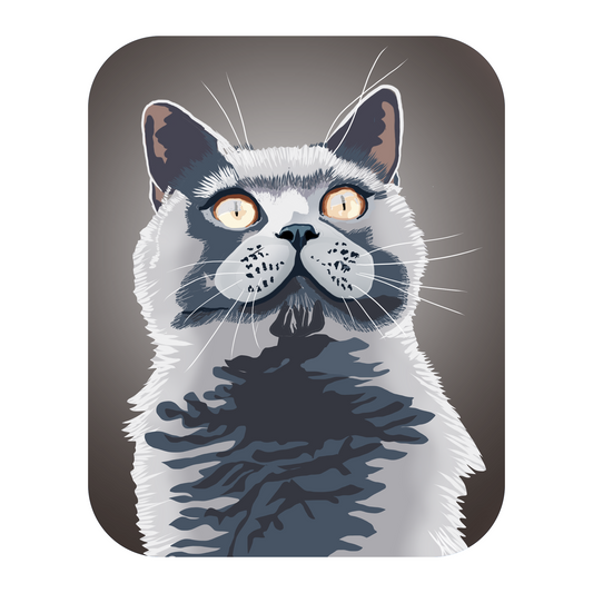 Gray Cat