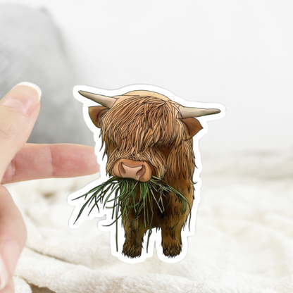 Highland Cow