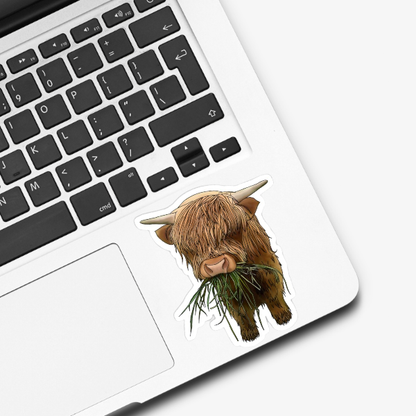 Highland Cow